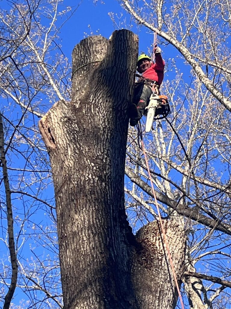 tree service douglasville ga